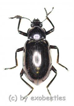 Tenebrionidae spec. #28  ( 15 - 19 ) 