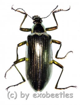 Tenebrionidae spec. #30  ( 30 – 34 ) 