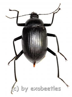 Tenebrionidae spec. #8  ( 15 – 19 ) 