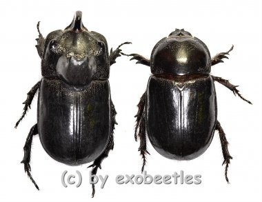 Trichogomphus martabani ( tonkinensis )  ( M 45 - 49 ) 