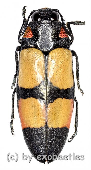 Agelia petelli  ( 25 – 29 ) 