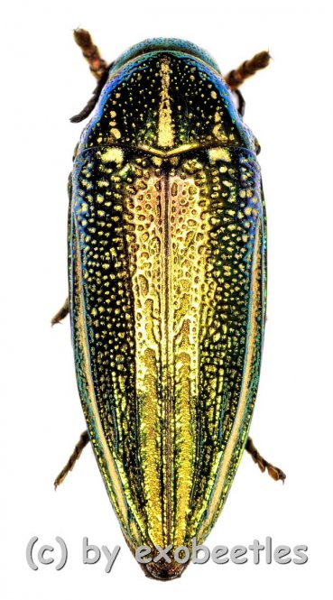 Amblysterna natalensis ( grüne var. )  ( 20 – 24 ) 