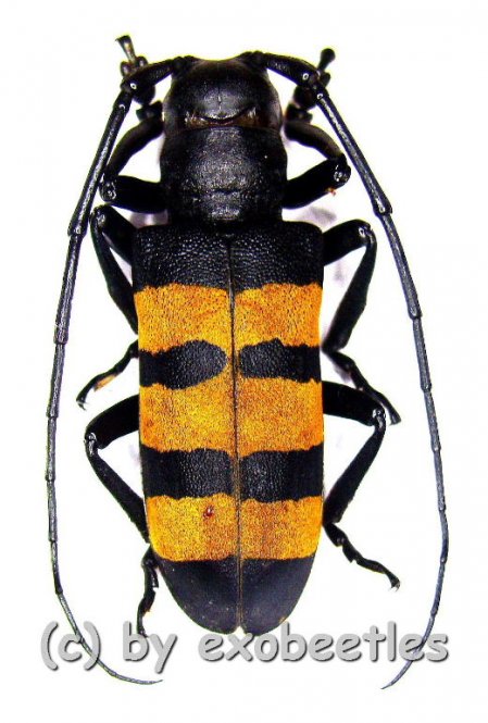 Analeptes trifasciata  ( 30 – 34 ) 