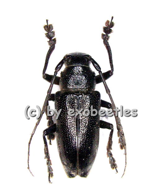 Cerambycidae spec. #23  ( 15 - 24 ) 