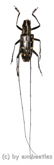 Cerambycidae spec. #54  ( 20 - 24 )  A1- 