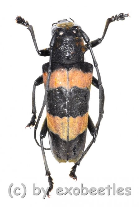 Cerambycidae spec. #56  ( 20 - 24 ) 