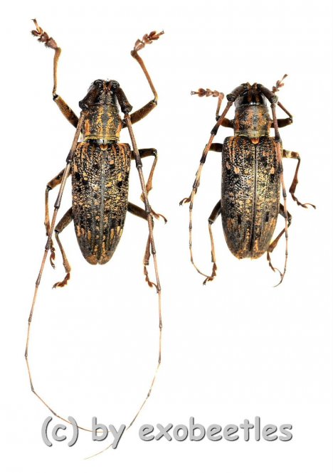 Cerambycidae spec. #89  ( M 25 – 34 )  A2 