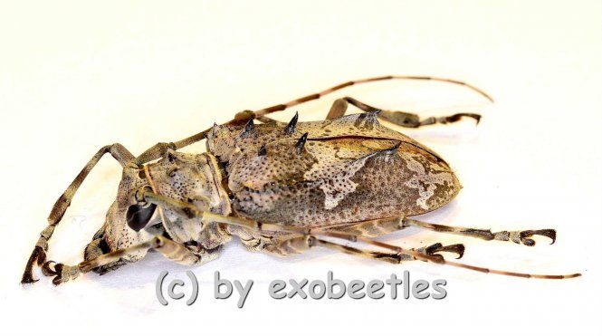 Cerambycidae spec. #90  ( M 30 – 34 ) 
