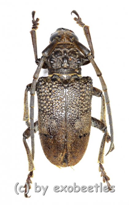 Cerambycidae spec. #91  ( 30 – 34 )  A2 