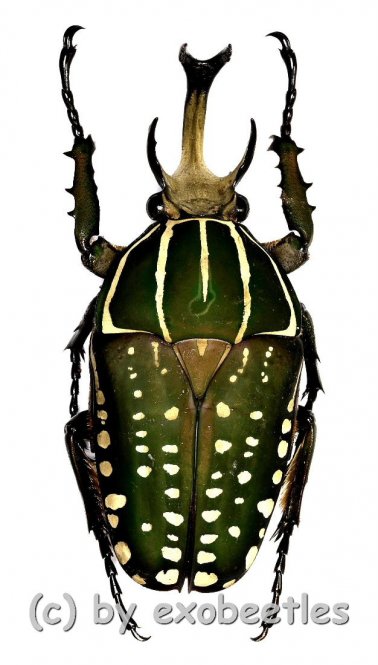 Chelorrhina polyphemus  ( 60 – 64 ) 