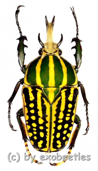 Chelorrhina savagei  ( 50 – 54 ) 