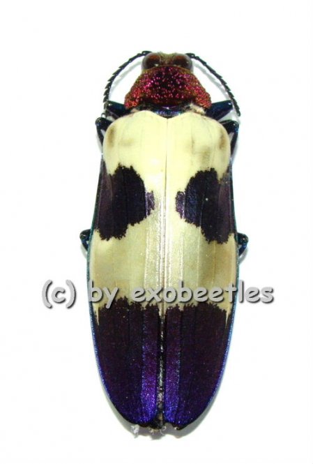 Chrysochroa buqueti rugicollis  ( 40 – 44 ) 
