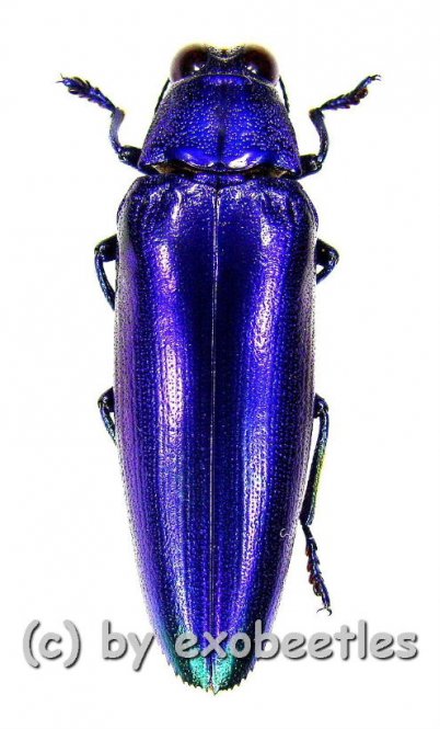 Chrysochroa fulminans fulminans ( blau / grüne var. )  ( 30 – 34 ) 