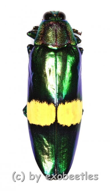 Chrysochroa saundersi  ( 50 – 54 ) 