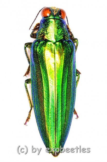 Chrysochroa vittata  ( 35 – 39 ) 