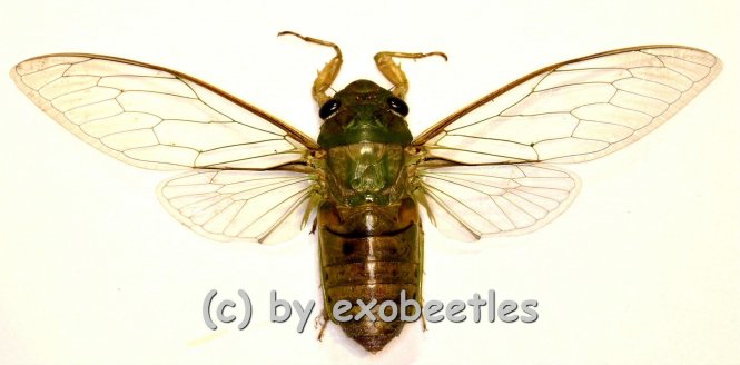 Cicada spec. #6 ( Spread ) 