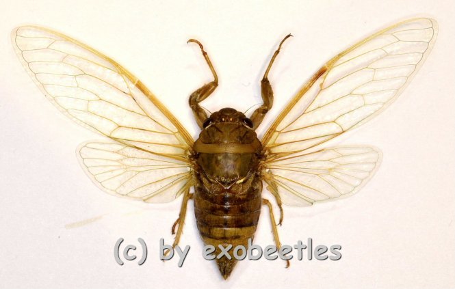 Cicada spec. #8 ( Spread ) 