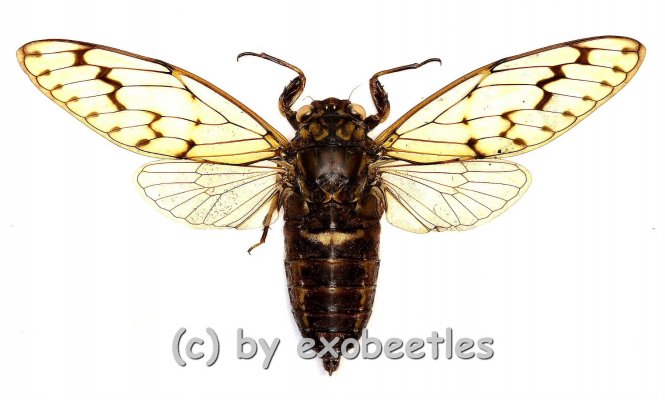 Cicada spec. #9 ( Spread ) A2 