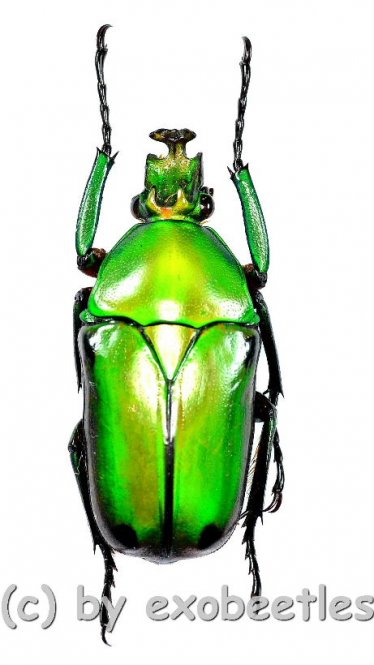 Coelorrhina quadrimaculata  ( 25 – 29 ) 