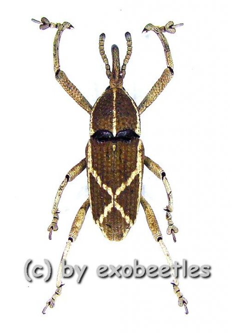 Curculionidae spec. #32  ( 10 - 14 ) 