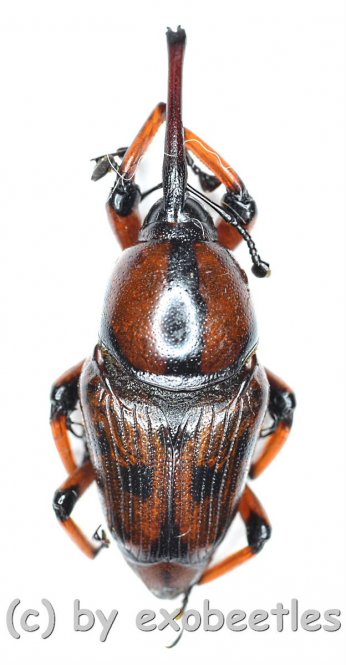 Curculionidae spec. #49  ( 15 – 19 ) 