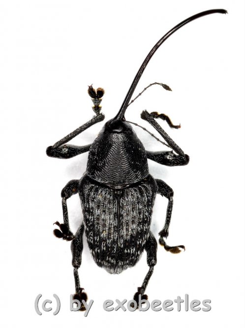 Curculionidae spec. #51  ( 10 – 19 ) 
