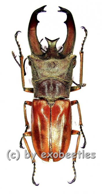 Cyclommatus lunifer  ( 45 – 49 ) 