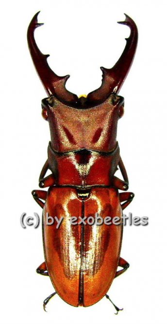 Cyclommatus strigiceps ssp.vitalisi  ( 35 – 39 )  A2 