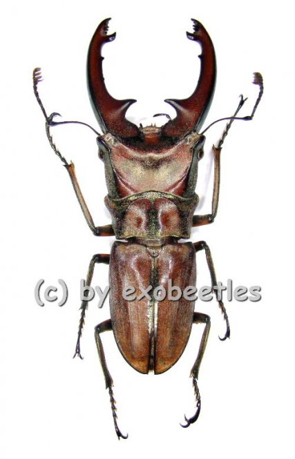Cyclommatus zuberi  ( 35 - 39 ) 