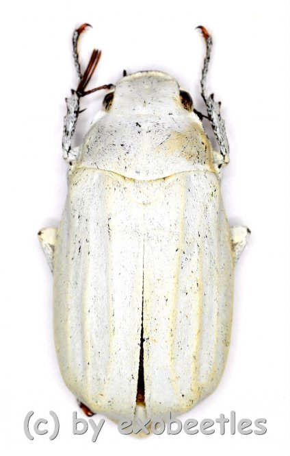 Cyphochilus insulanus  ( 25 – 34 ) 