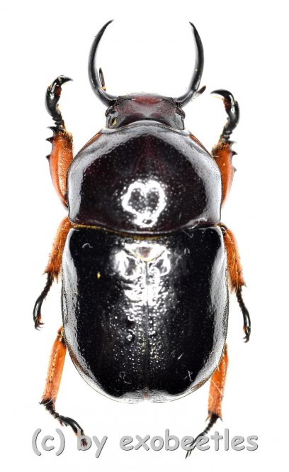 Didrepanephorus yunnanus clermonti 