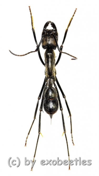 Dinoponera spec. ( Riesen Amazonas Ameise )  ( 25 – 29 ) 