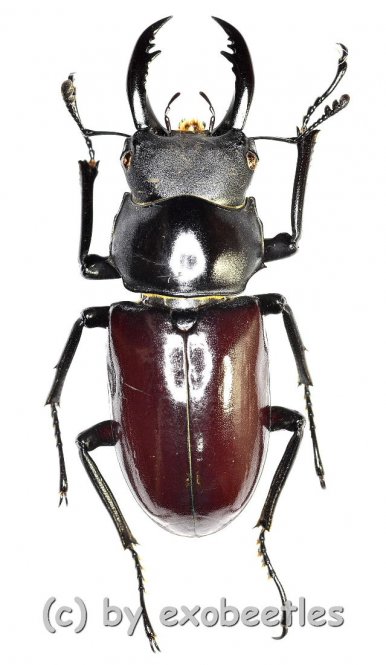 Dorcus ( Hemisodorcus ) arrowi lieni  ( 50 – 54 ) 