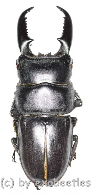 Dorcus titanus westermanni  ( 60 – 64 )  A2 