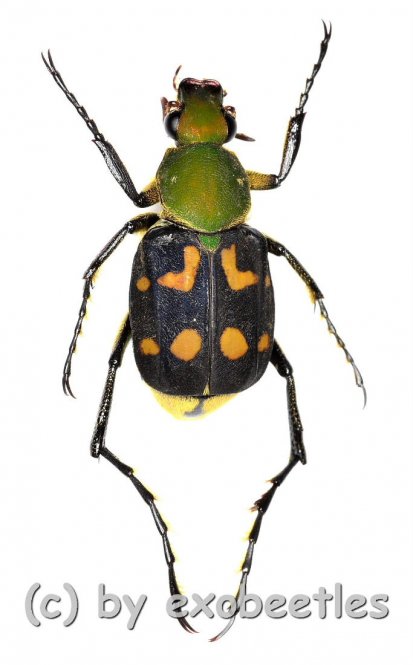 Epitrichius bowringi  ( 15 – 19 ) 