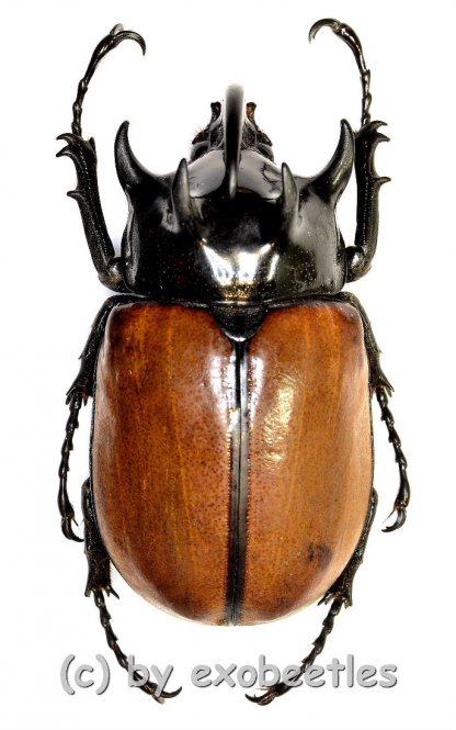 Eupatorus gracilicornis prandii  ( 65 – 69 )  A2 