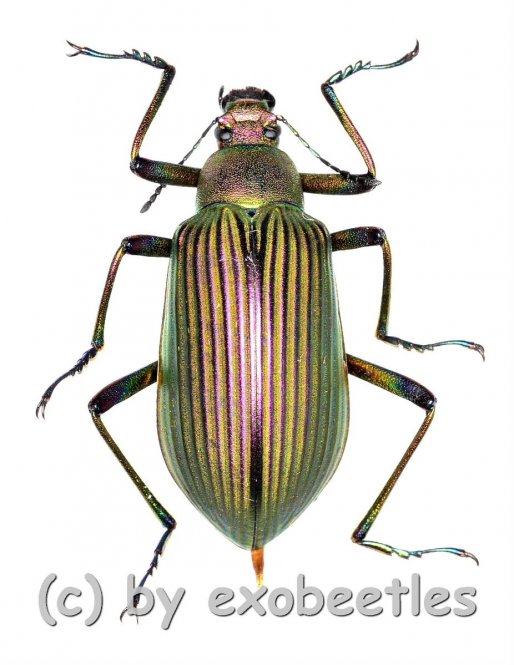 Falsocameria spectabilis  ( 25 – 29 ) 