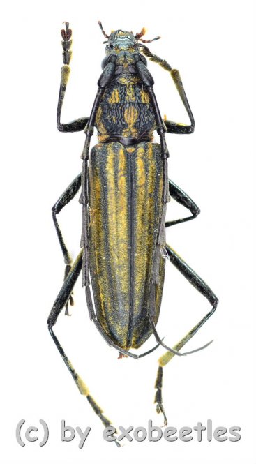 Gibbocerambyx aurevittatus  ( 15 - 24 )  A2 
