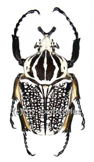 Goliathus orientalis  ( 95 – 99 ) 