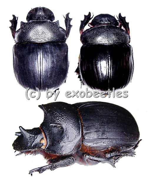 Heliocopris bucephalus  ( 45 – 49 ) 