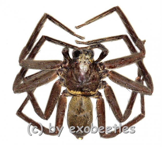 Heteropoda maxima ( Huntsman Spider ) 