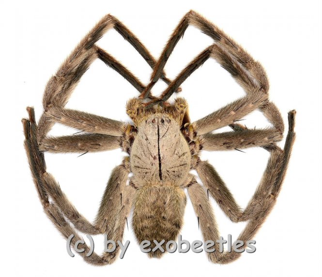 Heteropoda spec. #1 ( Huntsman Spider ) 