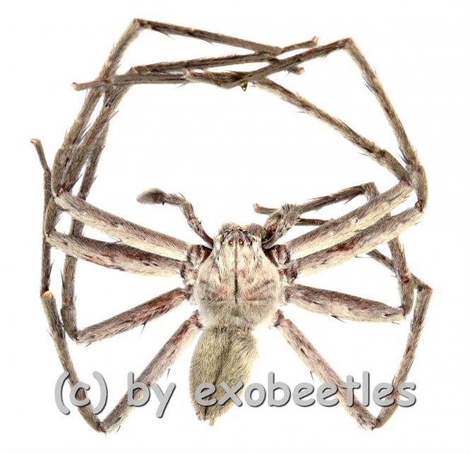 Heteropoda spec. #3 ( Huntsman Spider ) 