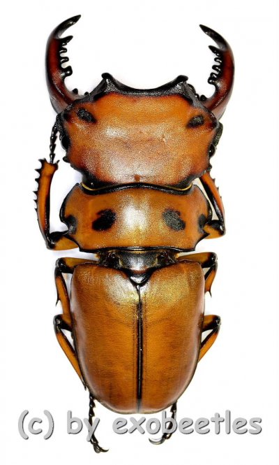 Homoderus mellyi  ( 45 – 49 ) 