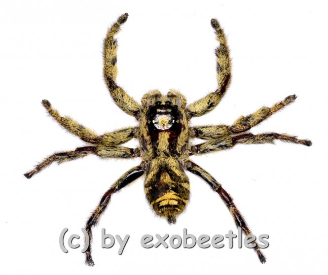 Hyllus giganteus ( biggest Jumping Spider ) 