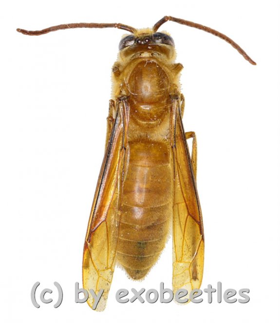Hymenoptera spec. #12  ( 15 – 24 ) 
