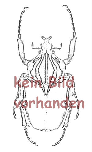 Eudicella woermanni iturina ( Zucht )  ( M 40 - 44 )  A2 