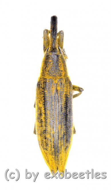 Lixus iridis  ( 10 - 14 ) 