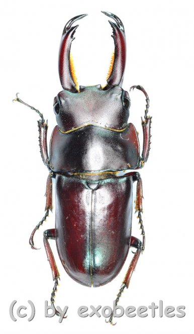 Macrodorcas ( Pogonodorcus ) melliana  ( 20 - 24 ) 