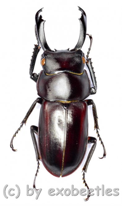Macrodorcus ( Pogonodorcus ) bisignatus elsiledis  ( 30 – 34 ) 